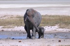 Etosha - African bush elephant (Loxodonta africana)