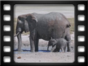 Etosha - African bush elephant (Loxodonta africana)