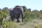 Etosha - African bush elephant (Loxodonta africana)