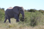 Etosha - African bush elephant (Loxodonta africana)