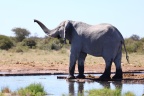 Etosha - African bush elephant (Loxodonta africana)