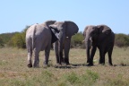 Etosha - African bush elephant (Loxodonta africana)
