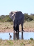 Etosha - African bush elephant (Loxodonta africana)