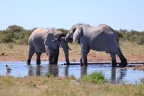 Etosha - African bush elephant (Loxodonta africana)