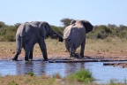 Etosha - African bush elephant (Loxodonta africana)