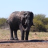 Etosha - African bush elephant (Loxodonta africana)