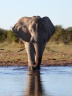 Etosha - African bush elephant (Loxodonta africana)
