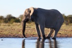 Etosha - African bush elephant (Loxodonta africana)