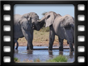Etosha - African bush elephant (Loxodonta africana)
