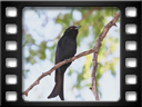 Etosha - Fork-tailed drongo (Dicrurus adsimilis)