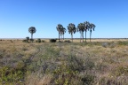 Etosha - Palms