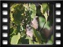 Windhoek - Hotel Uhland - White-backed mousebird (Colius colius)