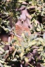 Windhoek - Hotel Uhland - White-backed mousebird (Colius colius)