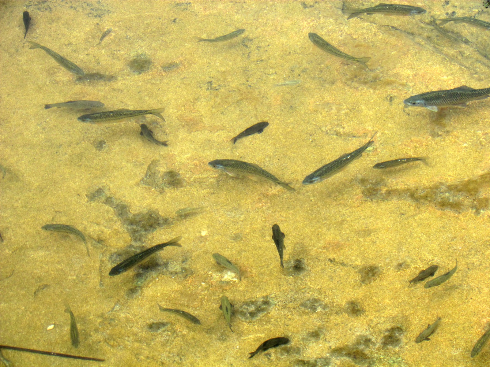 Wadi Bani Khalid - Fish