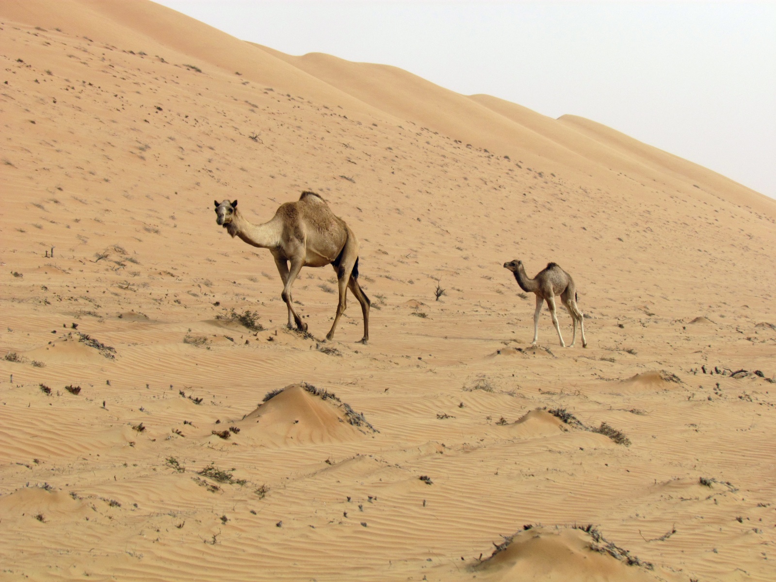 Wahiba Sands desert - Camel with a calf