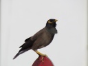 Muscat - Common myna