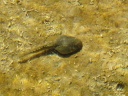Wadi Bani Awf - Little Snake Valley - Tadpole