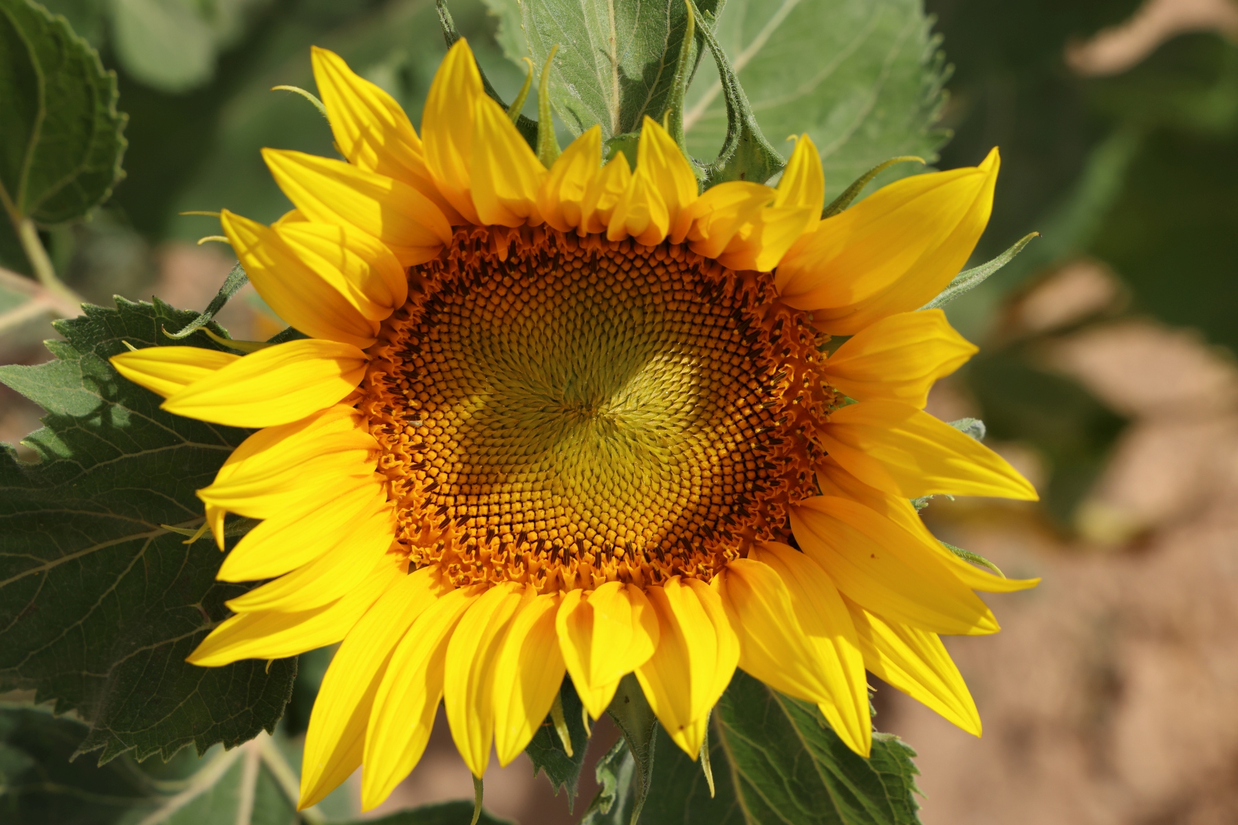 Valensole - Sunflower