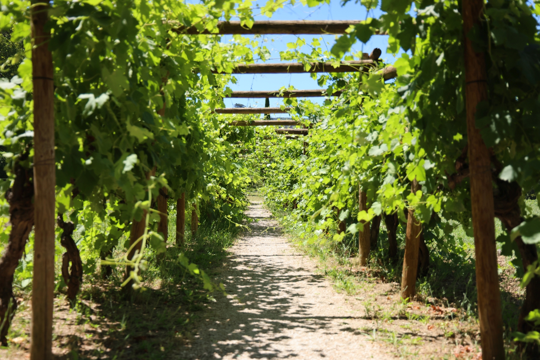 Chateau La Canorgue - Winery - Corridor