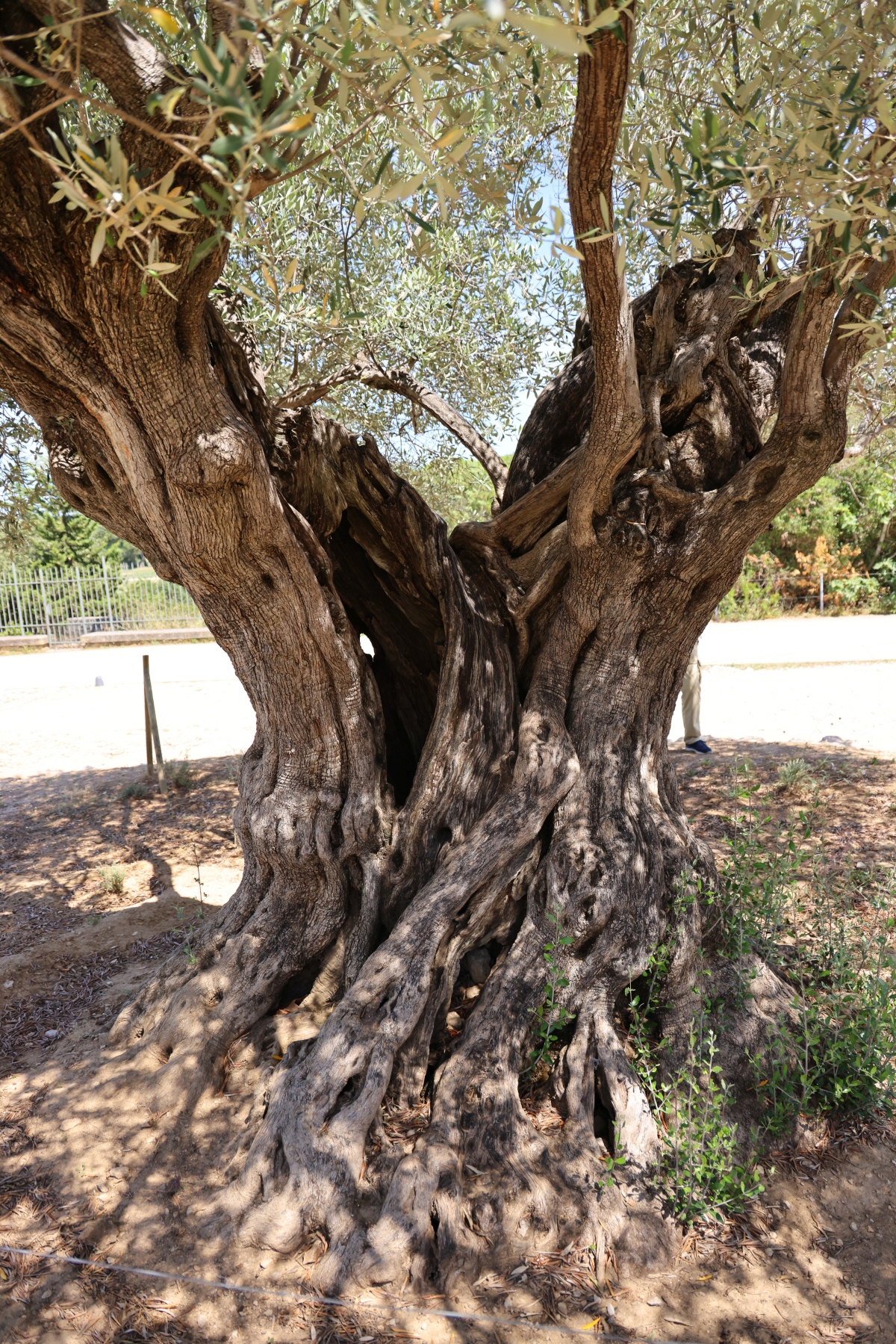 Pont du Gard - Olive tree