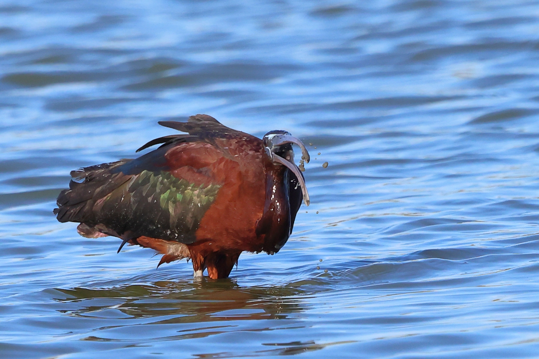 Ornithological Park of Pont de Gau - Glossy ibis (Plegadis falcinellus)