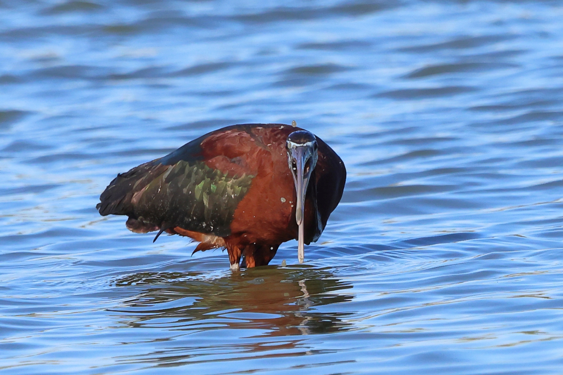 Ornithological Park of Pont de Gau - Glossy ibis (Plegadis falcinellus)