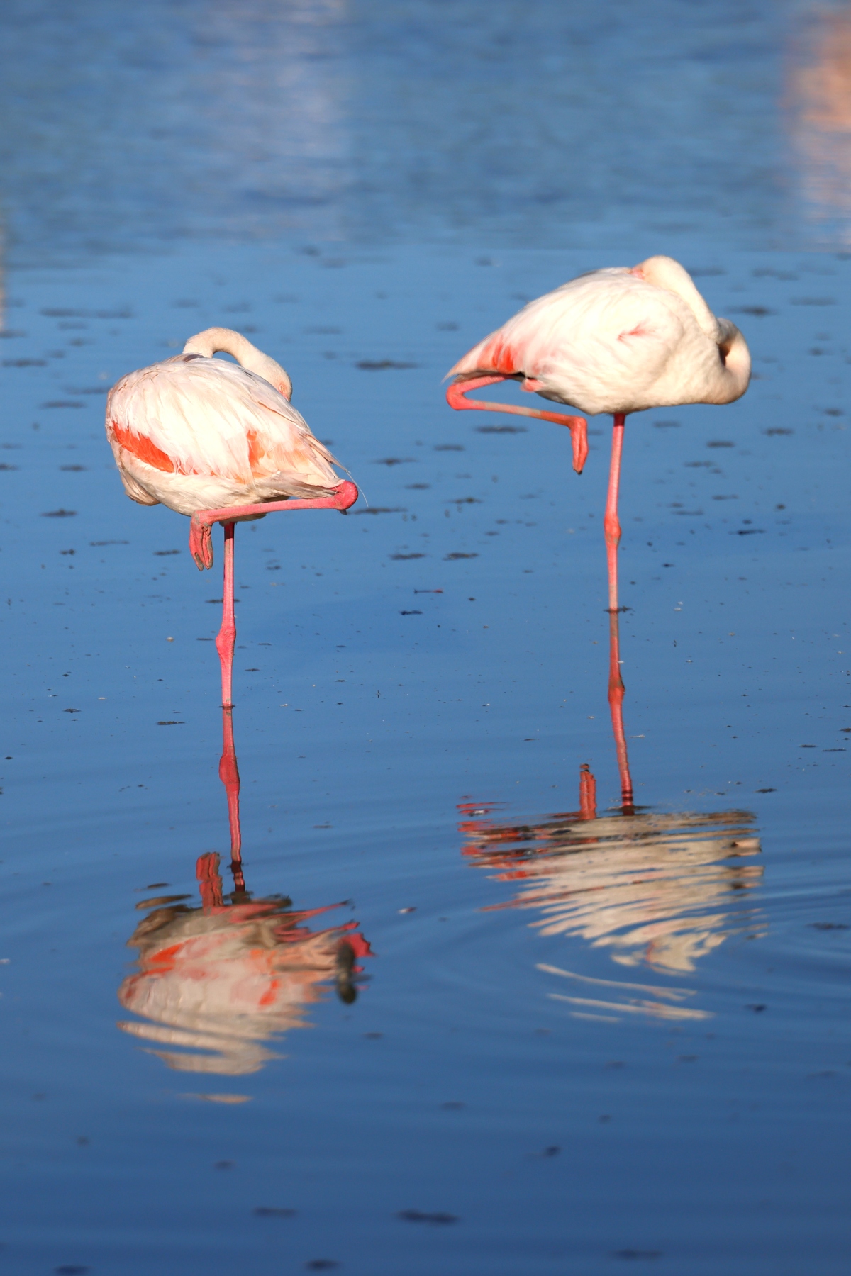 Ornithological Park of Pont de Gau - Flamingos
