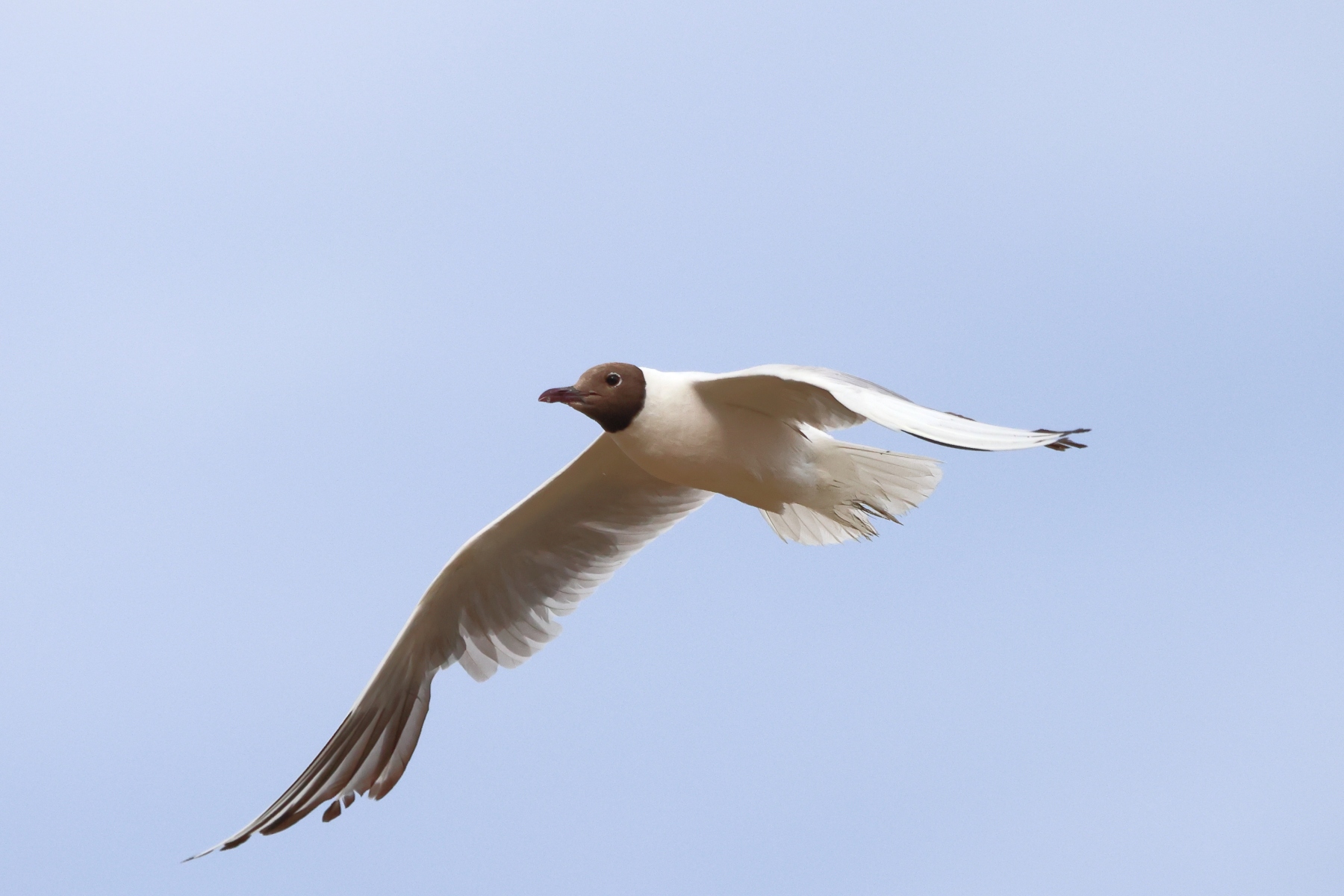 Saintes-Maries-de-la-Mer - Black-headed gull