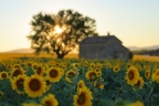 Valensole - Sunflower field
