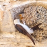 Hotel Mas de Sylvereal - House martin (Delichon urbicum)