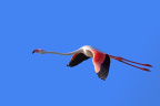 Ornithological Park of Pont de Gau - Flamingo flying
