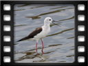 Saintes-Maries-de-la-Mer - Black-winged stilt (Himantopus himantopus)