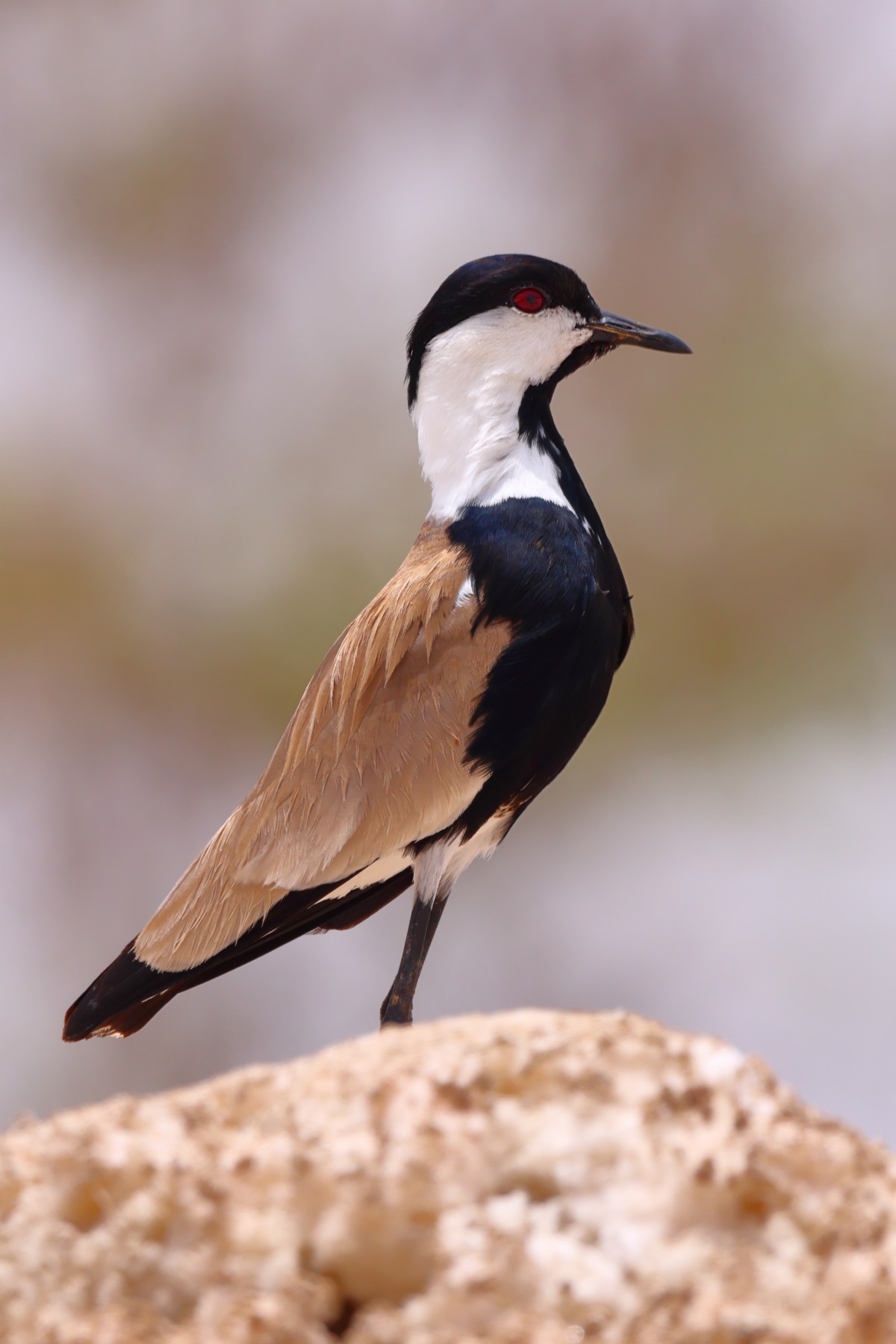 Lac Rose - Spur-winged lapwing (Vanellus spinosus)