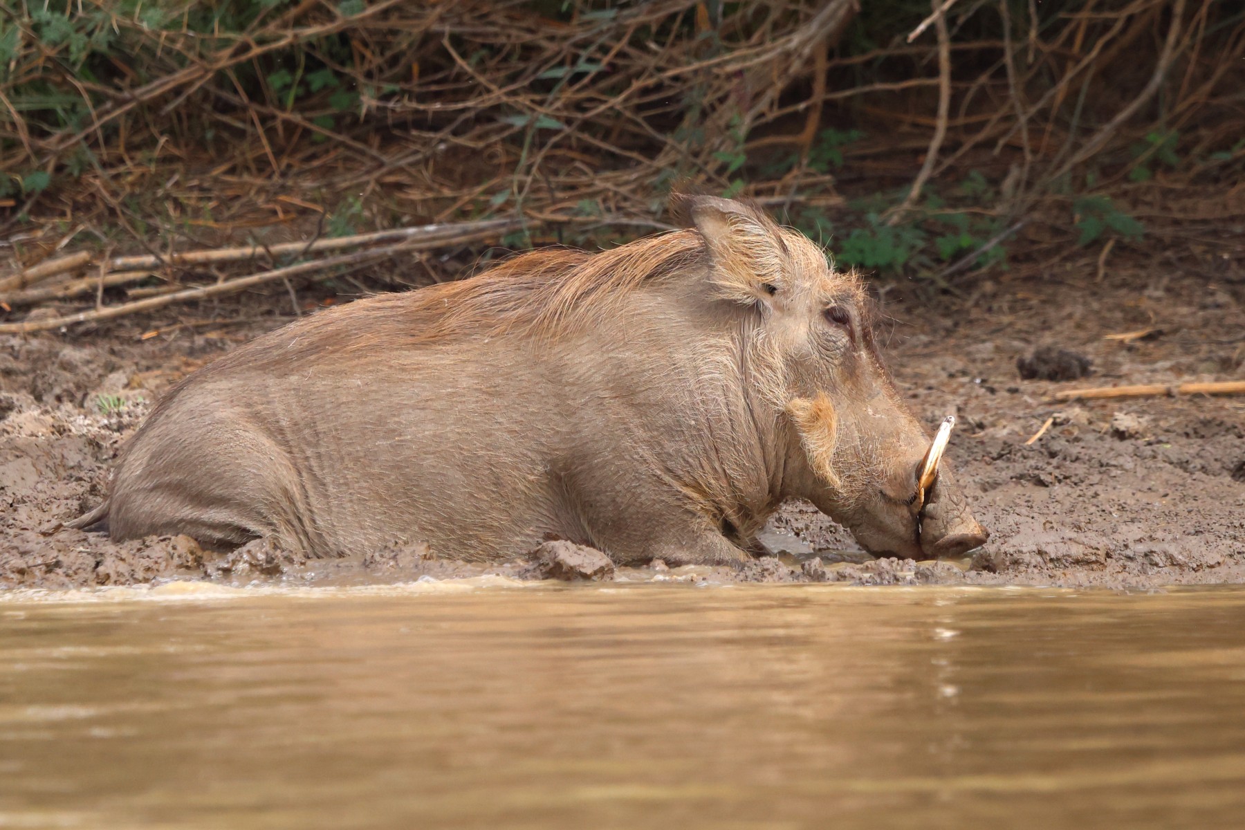 Djoudj National Bird Sanctuary - Warthog