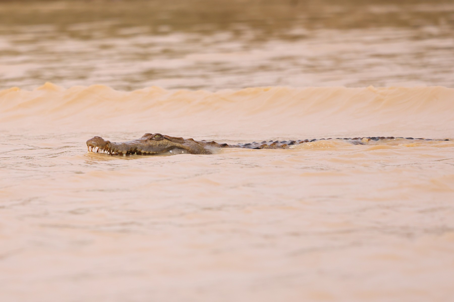 Djoudj National Bird Sanctuary - Crocodile