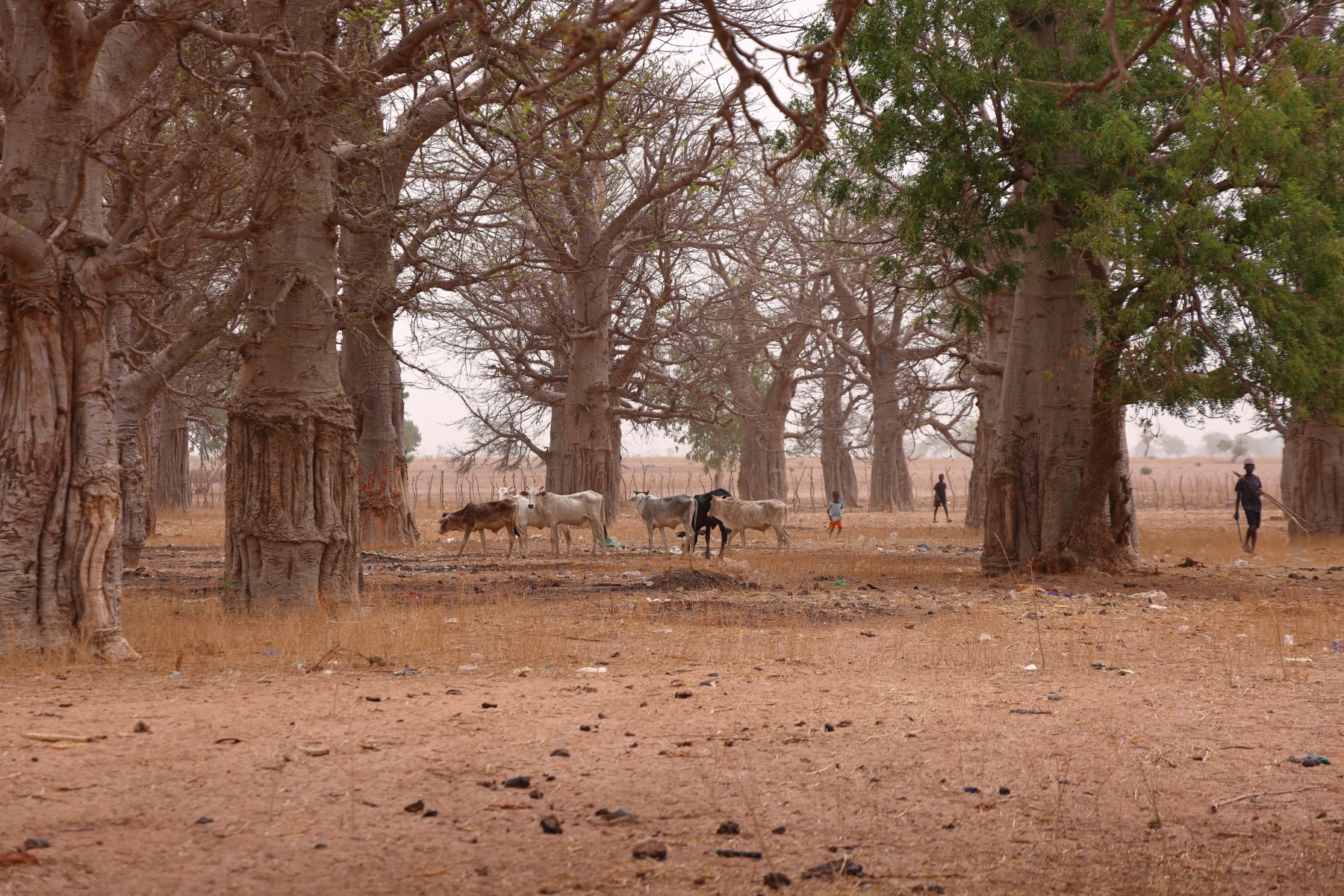 Near Sine Ngayene - Baobab forest
