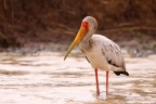 Djoudj National Bird Sanctuary - Yellow-billed stork (Mycteria ibis)