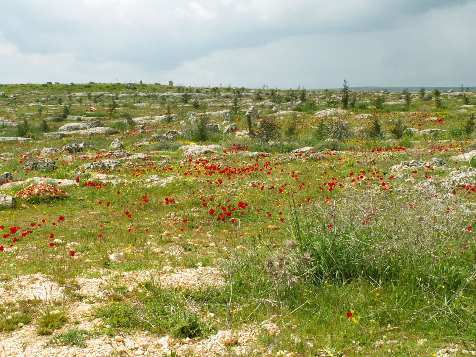 Near Sergila