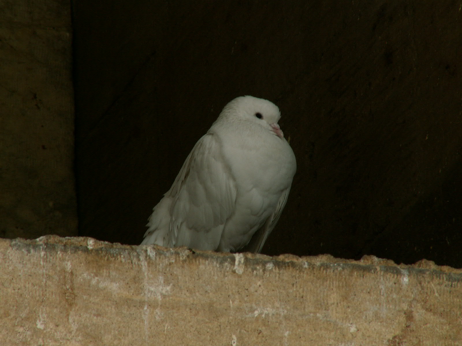 Aleppo - Bimaristan Argun ancient mental hospital - Pigeon