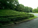 Chiyoda Ward - Imperial Palace - East gardens