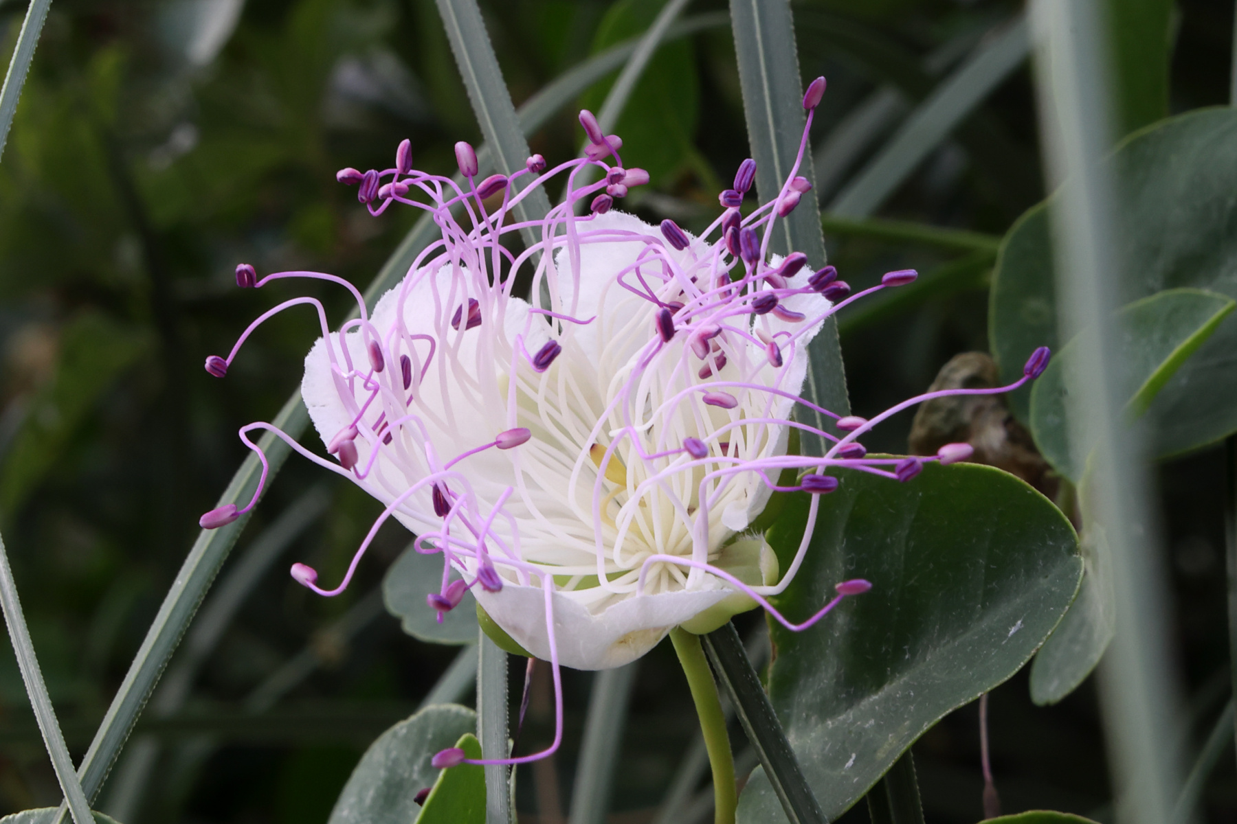 Corniglia - Caper flower
