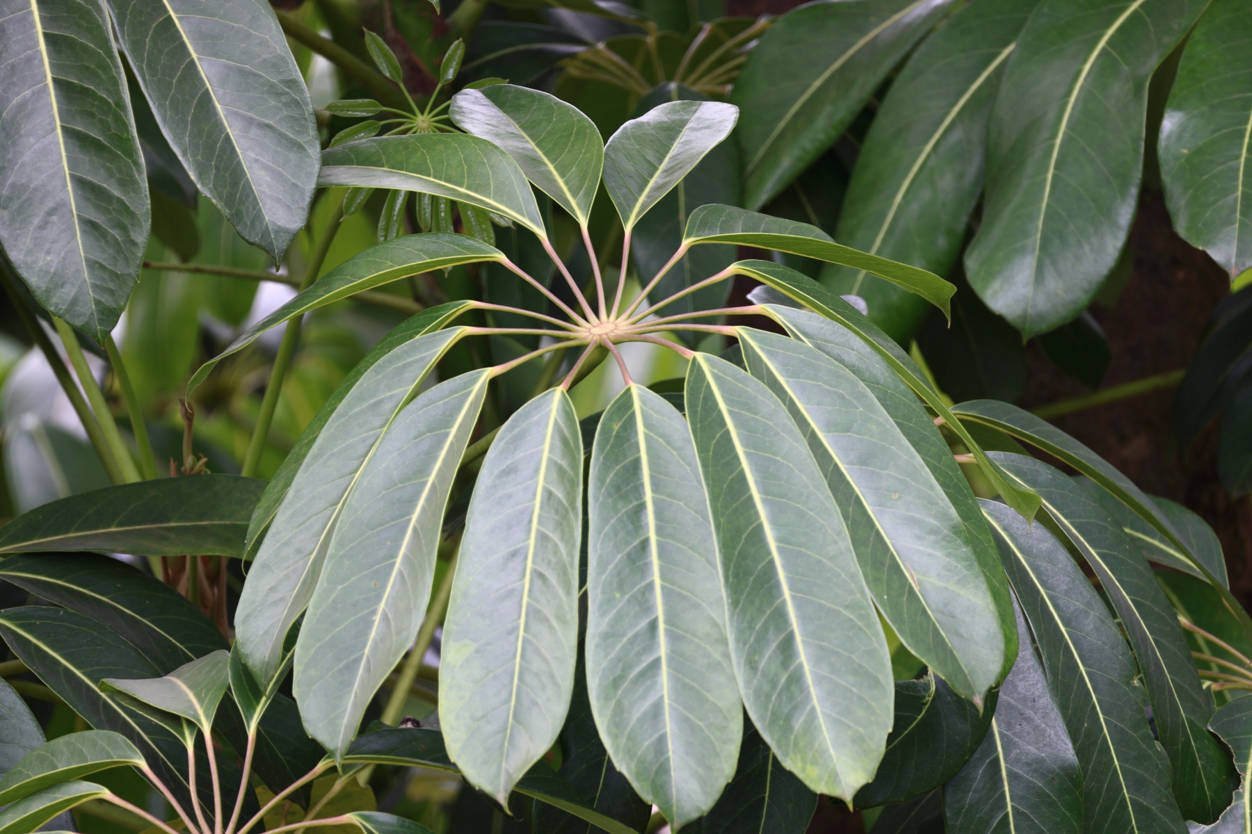 Rwanda - Kigali - Australian Umbrella Tree (Heptapleurum actinophyllum)