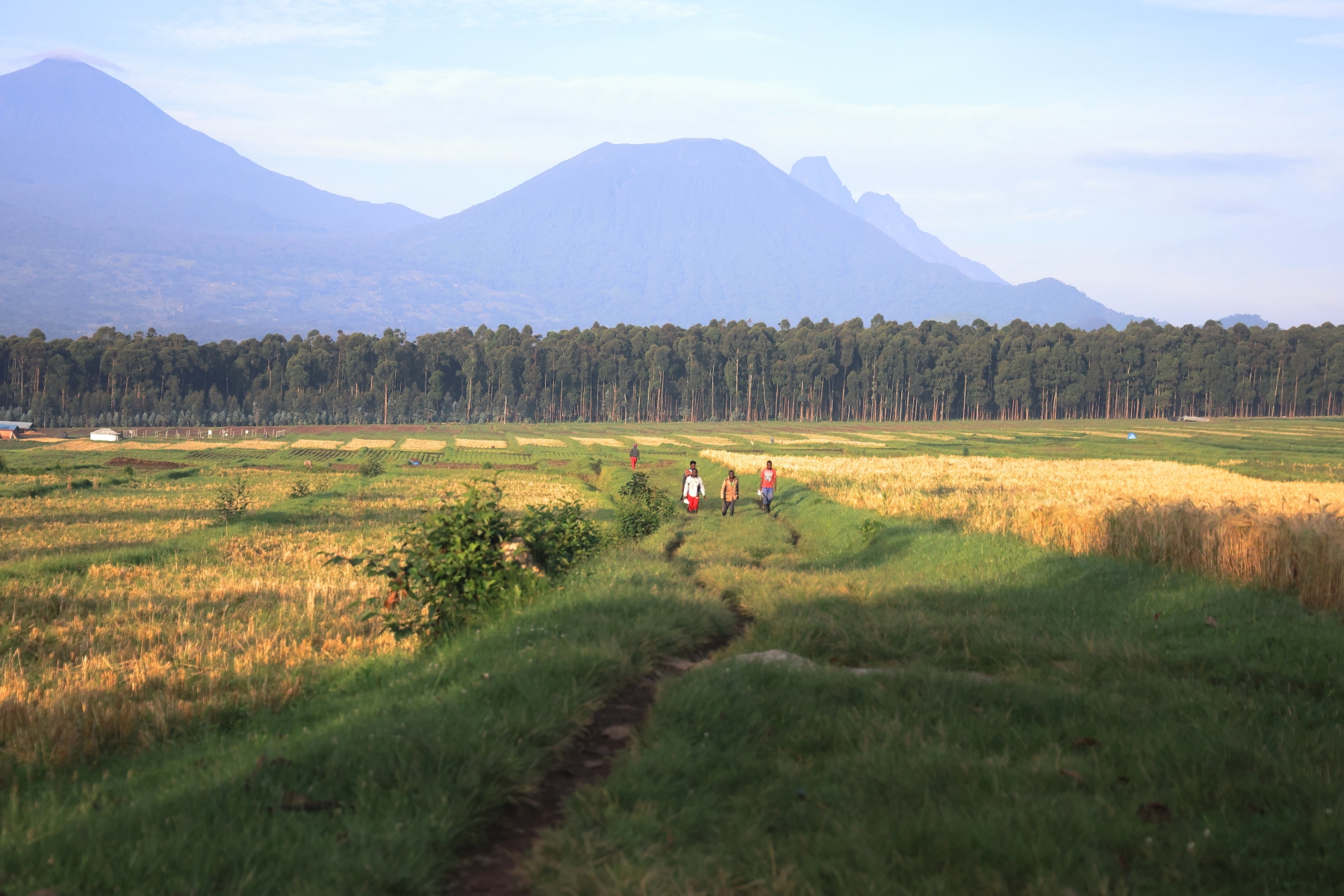 Rwanda - Volcanoes national park