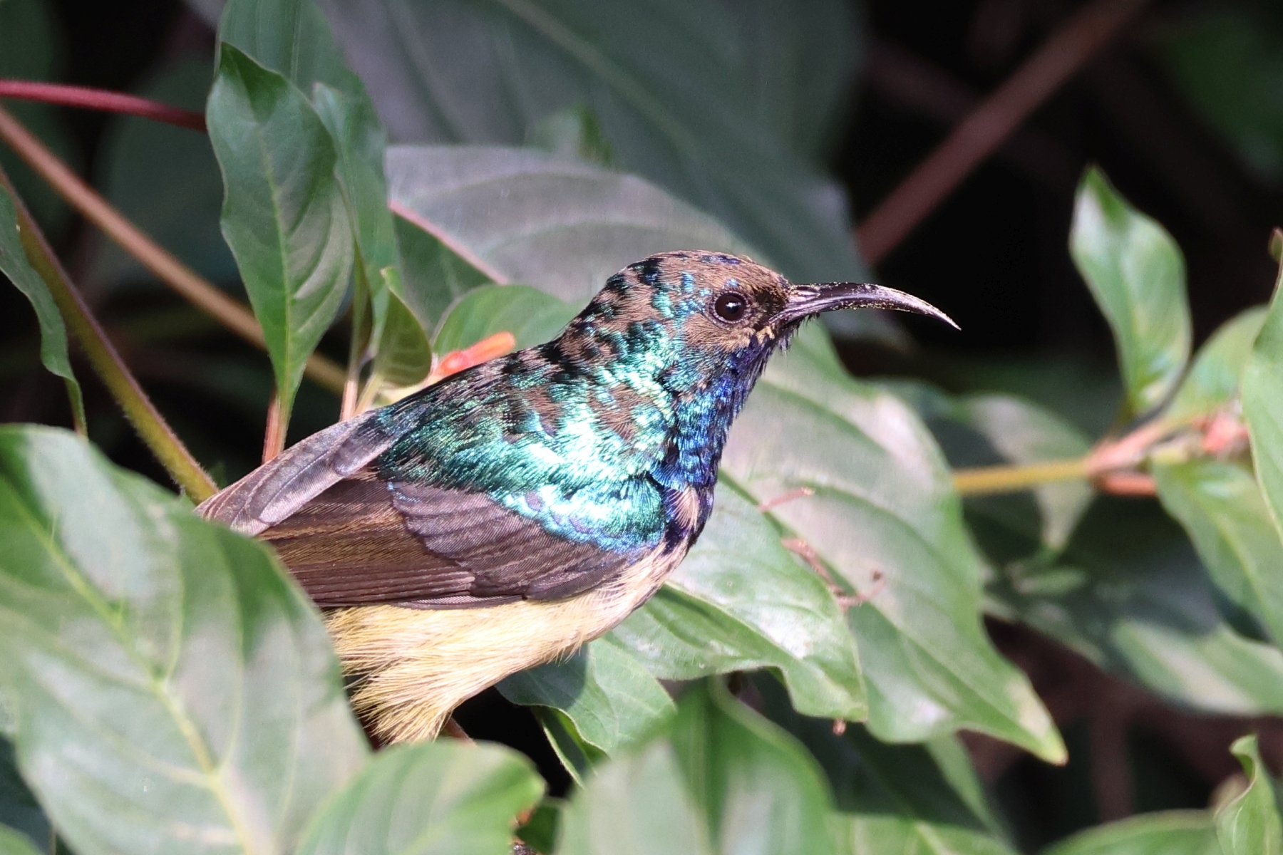 Rwanda - Ruhengeri - Yellow-bellied sunbird (Cinnyris venustus)