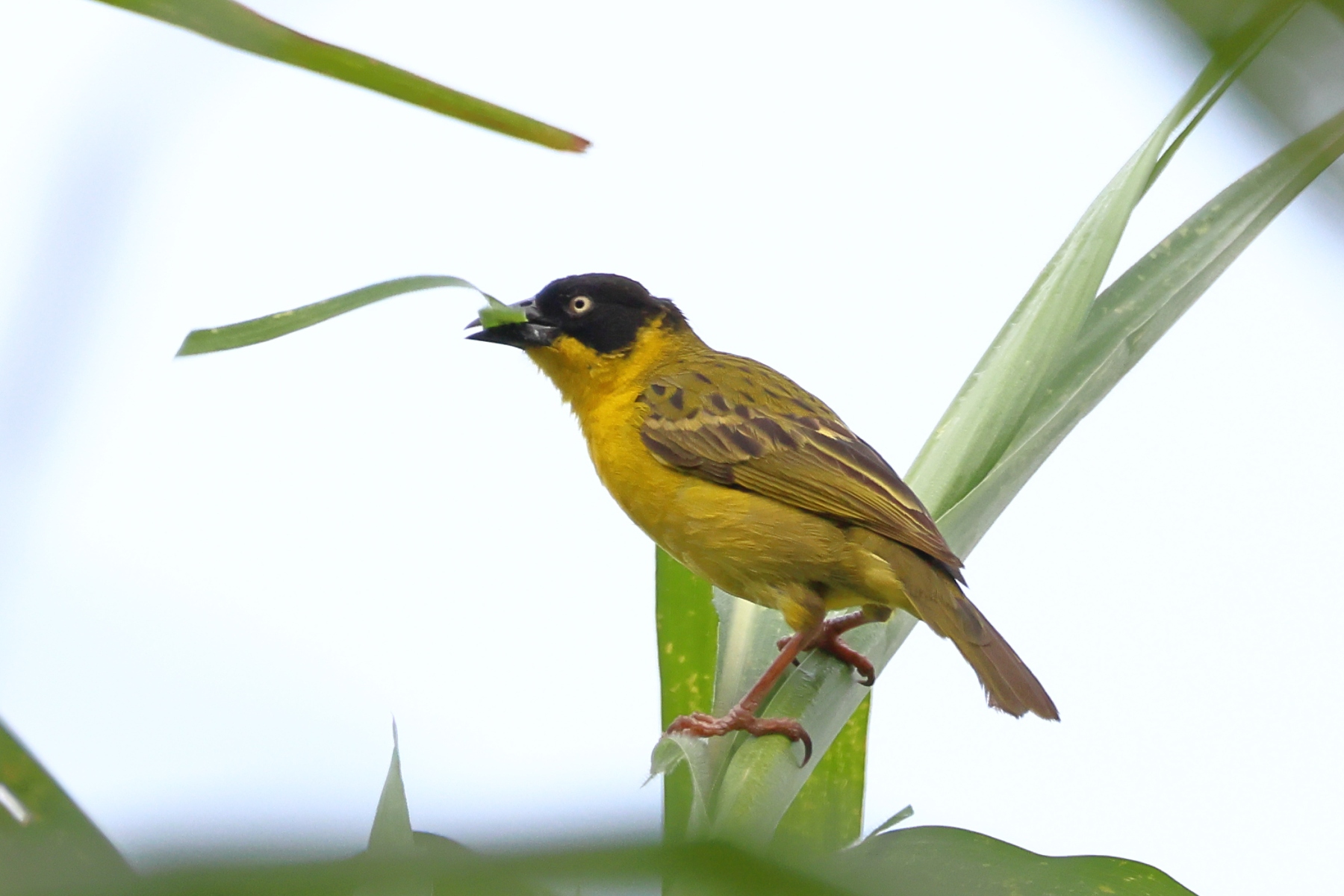 Uganda - Bunyonyi lake - Masked weaver