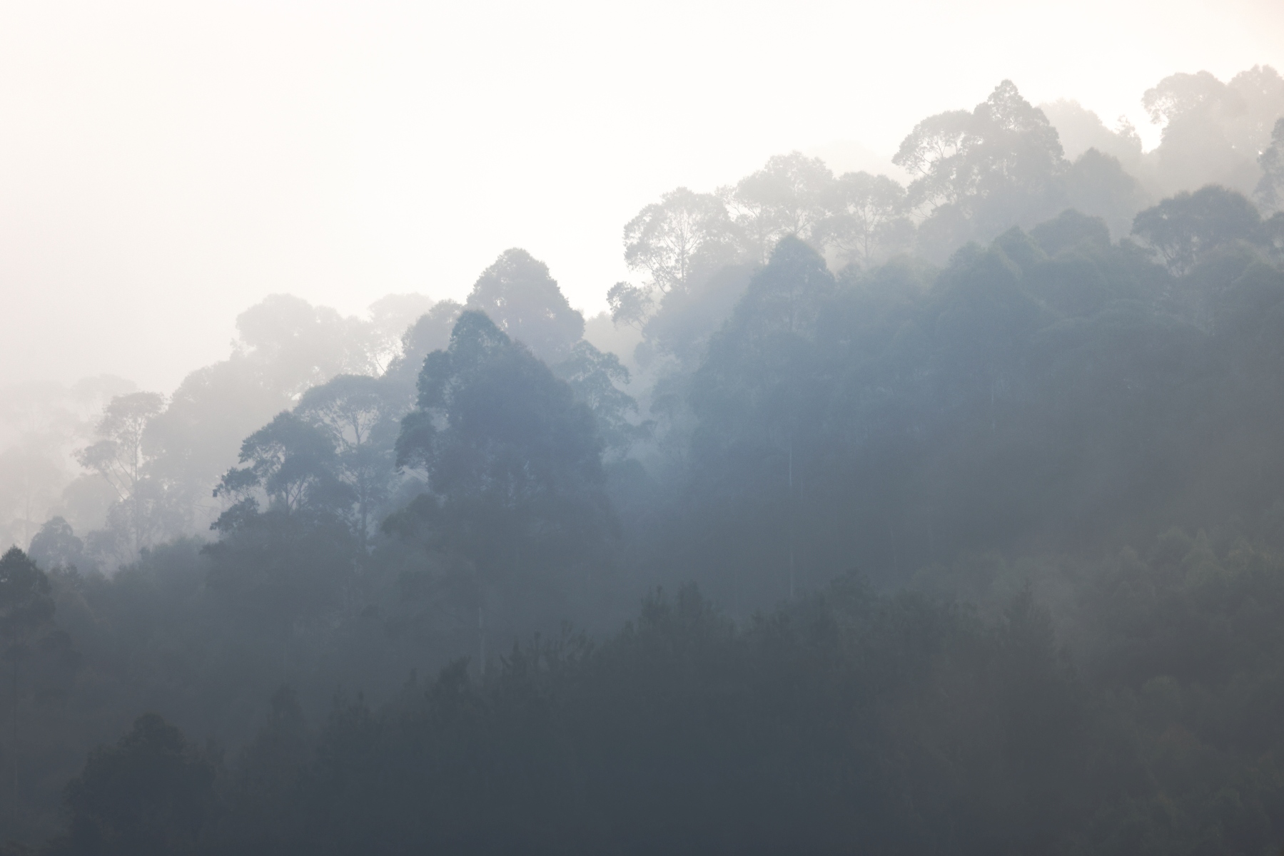 Uganda - Bunyonyi lake - Morning mist