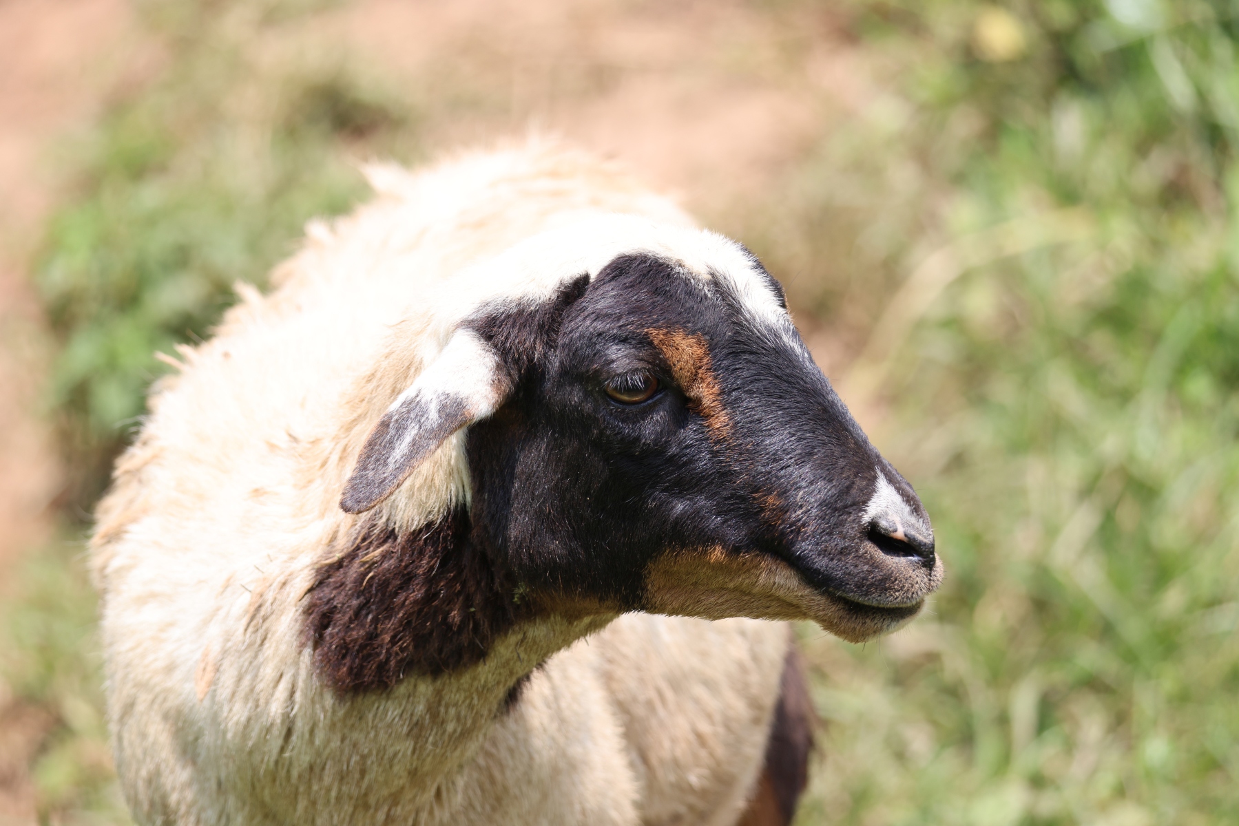 Uganda - Bunyonyi lake - Sheep