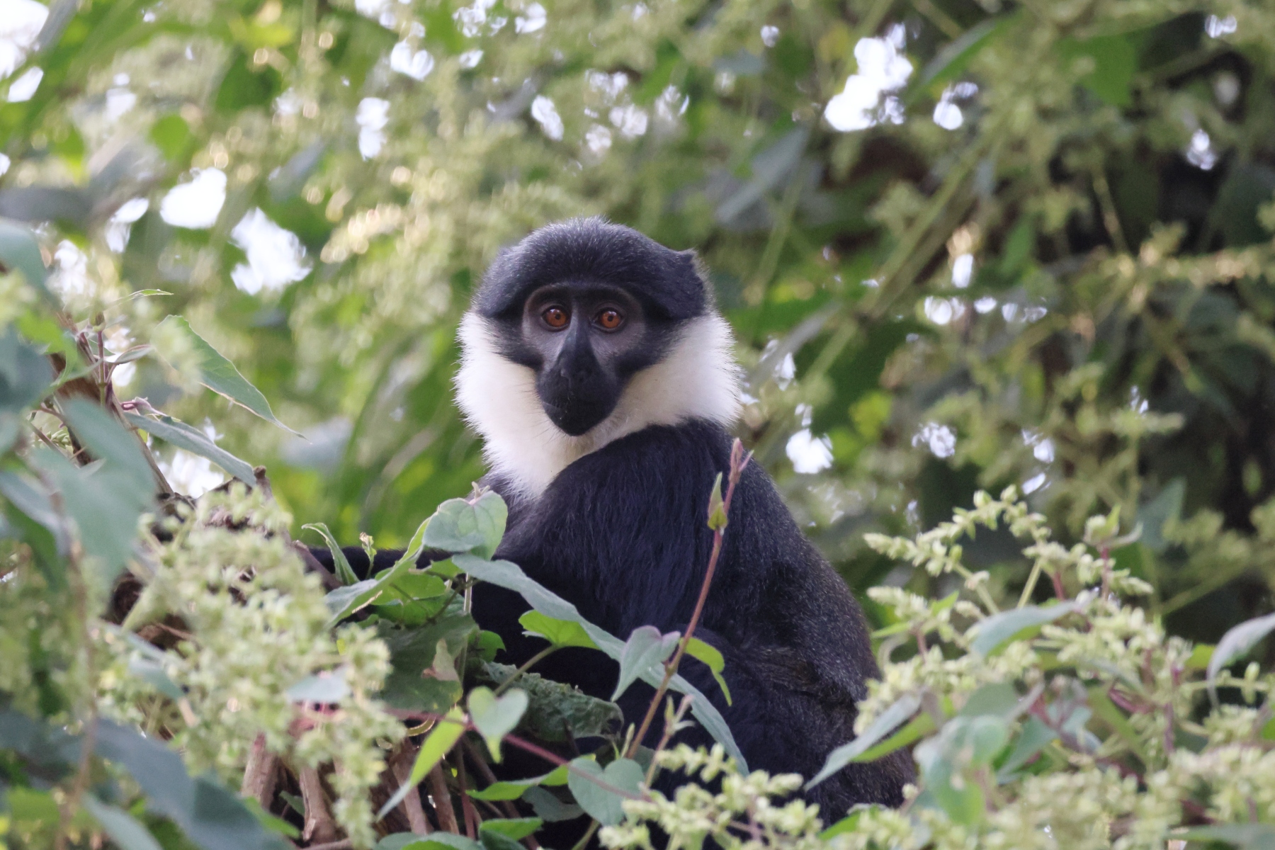 Uganda - Bwindi Impenetrable Forest - L'Hoest's monkey