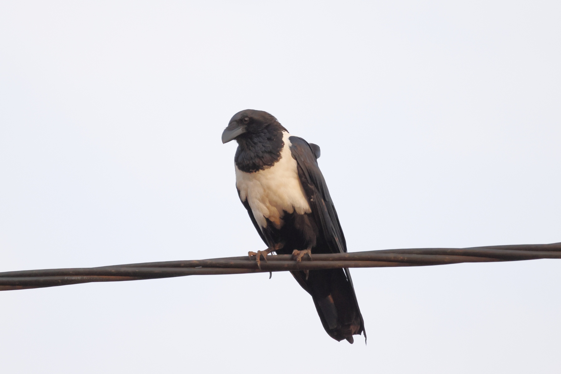 Uganda - Bwindi Impenetrable Forest - Pied crow