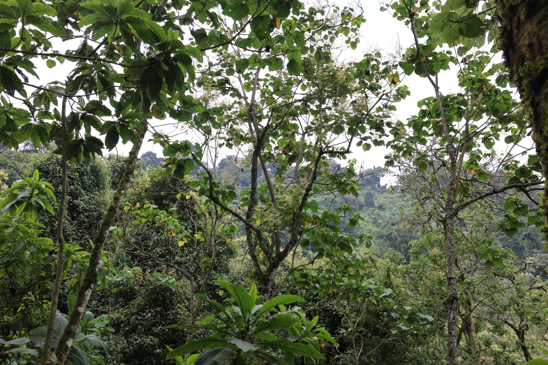 Uganda - Bwindi Impenetrable Forest